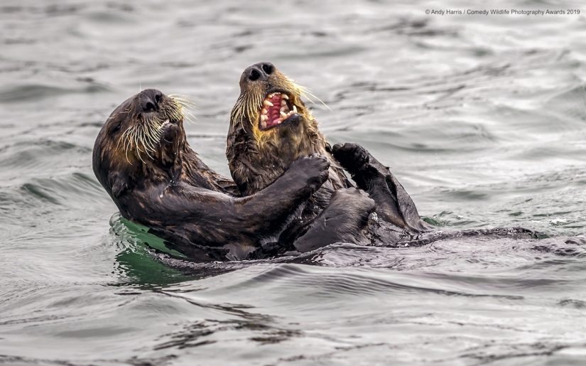 40 sonrisas salvajes en una publicación: una selección de trabajos de los finalistas del concurso fotográfico Comedy Wildlife Photography Awards 2019