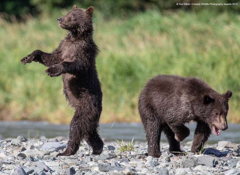 40 sonrisas salvajes en una publicación: una selección de trabajos de los finalistas del concurso fotográfico Comedy Wildlife Photography Awards 2019
