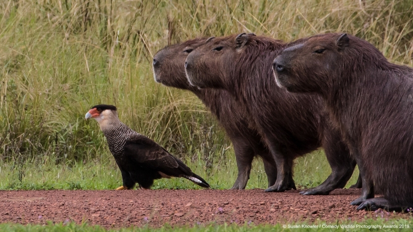 40 sonrisas salvajes en una publicación: una selección de trabajos de los finalistas del concurso fotográfico Comedy Wildlife Photography Awards 2019