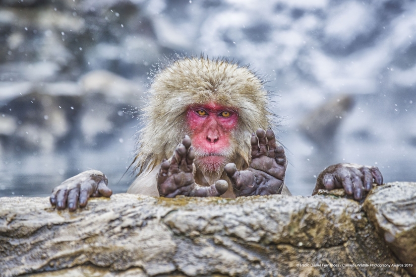 40 sonrisas salvajes en una publicación: una selección de trabajos de los finalistas del concurso fotográfico Comedy Wildlife Photography Awards 2019