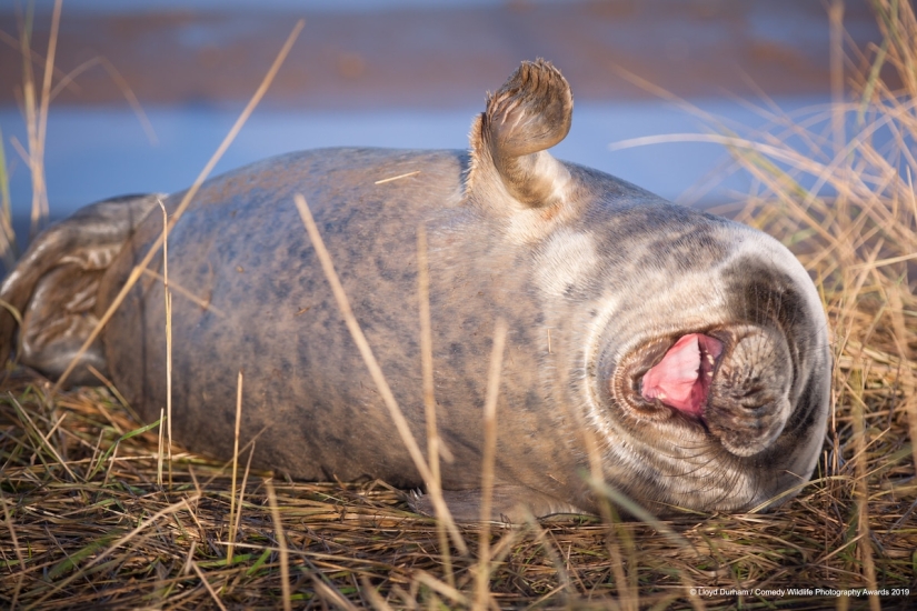 40 sonrisas salvajes en una publicación: una selección de trabajos de los finalistas del concurso fotográfico Comedy Wildlife Photography Awards 2019