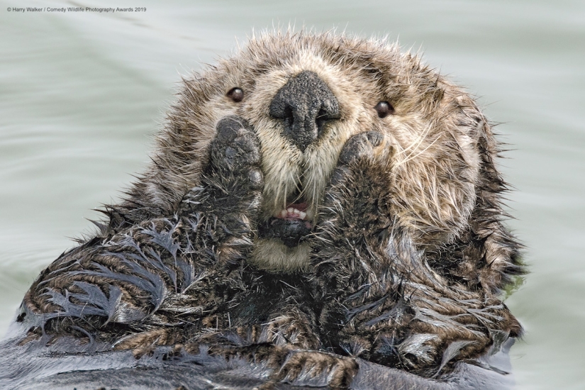 40 wild smiles in one post: a selection of works by the finalists of the Comedy Wildlife Photography Awards 2019 photo contest 40 wild smiles in one post: a selection of works by the finalists of the Comedy Wildlife Photography Awards 2019 photo contest