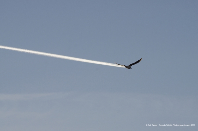 40 wild smiles in one post: a selection of works by the finalists of the Comedy Wildlife Photography Awards 2019 photo contest 40 wild smiles in one post: a selection of works by the finalists of the Comedy Wildlife Photography Awards 2019 photo contest