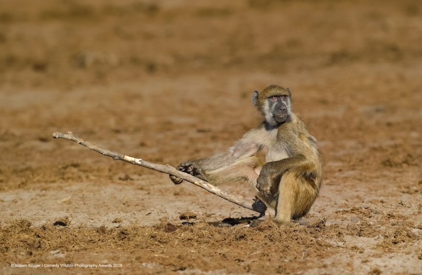 40 wild smiles in one post: a selection of works by the finalists of the Comedy Wildlife Photography Awards 2019 photo contest 40 wild smiles in one post: a selection of works by the finalists of the Comedy Wildlife Photography Awards 2019 photo contest
