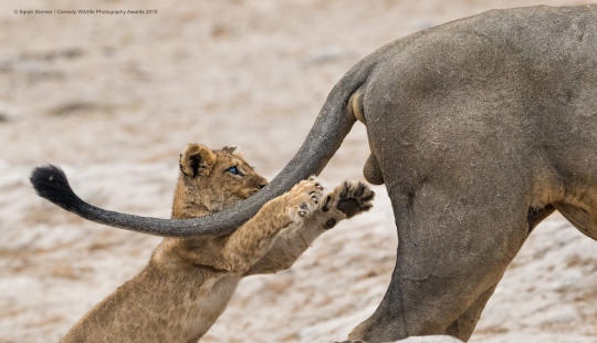 40 wild smiles in one post: a selection of works by the finalists of the Comedy Wildlife Photography Awards 2019 photo contest 40 wild smiles in one post: a selection of works by the finalists of the Comedy Wildlife Photography Awards 2019 photo contest