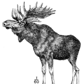 5 extinct animals that used to live in Russia