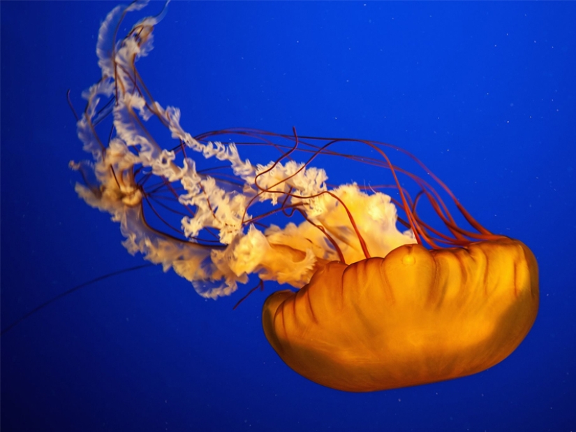 7 most dangerous jellyfish in the underwater world