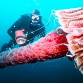 7 most dangerous jellyfish in the underwater world 7 most dangerous jellyfish in the underwater world