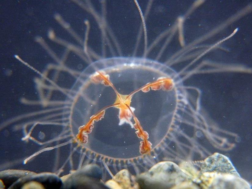 7 most dangerous jellyfish in the underwater world