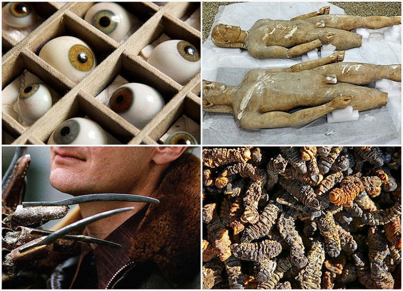 7 most unexpected finds of customs officers 7 most unexpected finds of customs officers