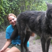 7 years ago, Yuki the wolf was saved from euthanasia, and look what he has become now