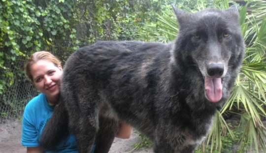 7 years ago, Yuki the wolf was saved from euthanasia, and look what he has become now 7 years ago, Yuki the wolf was saved from euthanasia, and look what he has become now