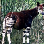 8 animales que se parecen a otros animales cruzados con otros animales