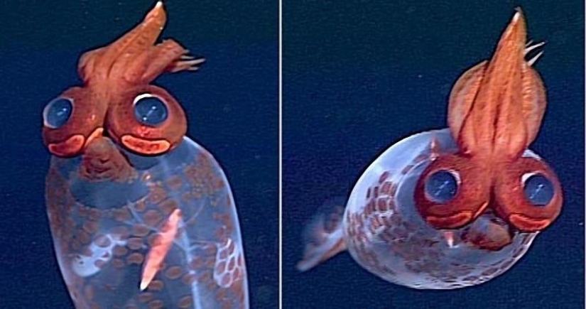 8 animals that look like other animals crossed with some other animals