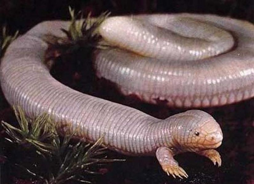 8 animals that look like other animals crossed with some other animals