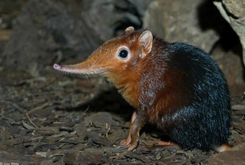 8 animals that look like other animals crossed with some other animals