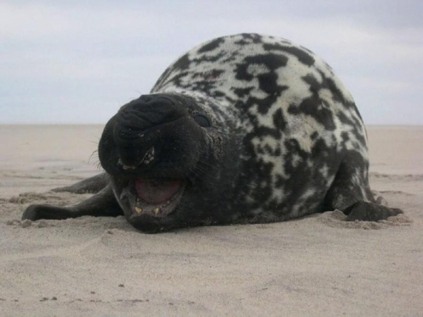 8 animals that look like other animals crossed with some other animals