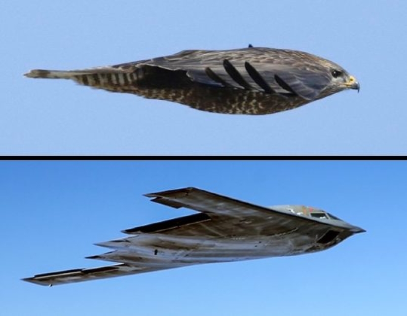 8 cosas que no sabíamos sobre la aviación