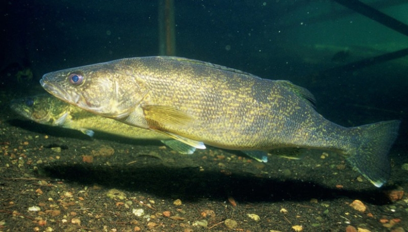 8 delicious specialties of Russian regions