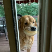 8 divertidos ejemplos de mascotas robadas robando comida