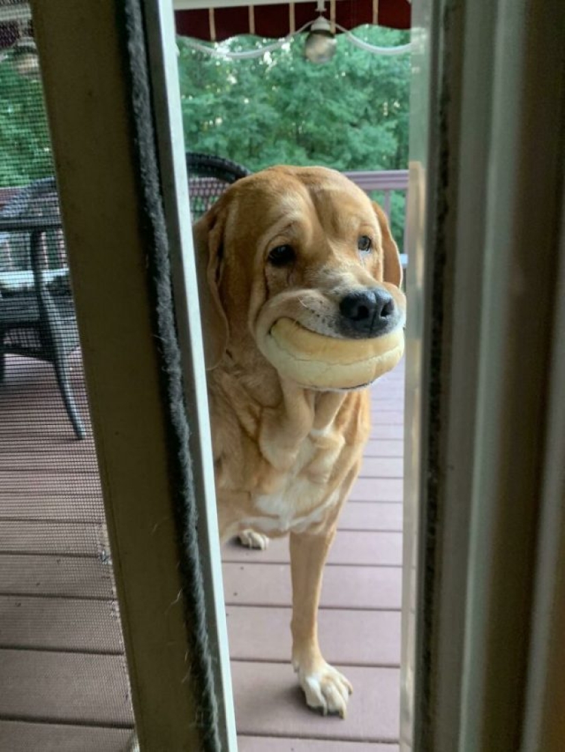8 divertidos ejemplos de mascotas robadas robando comida