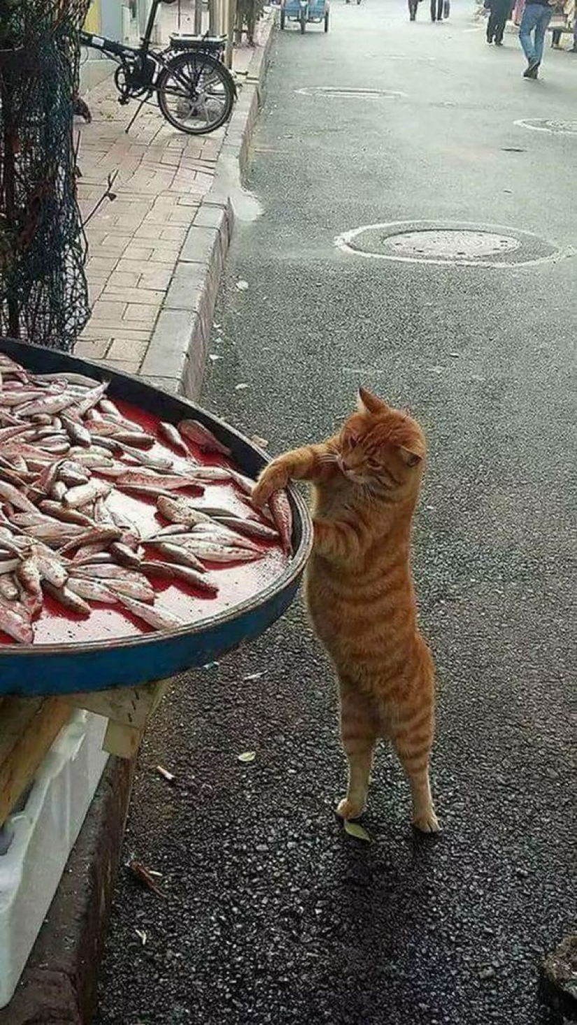 8 divertidos ejemplos de mascotas robadas robando comida