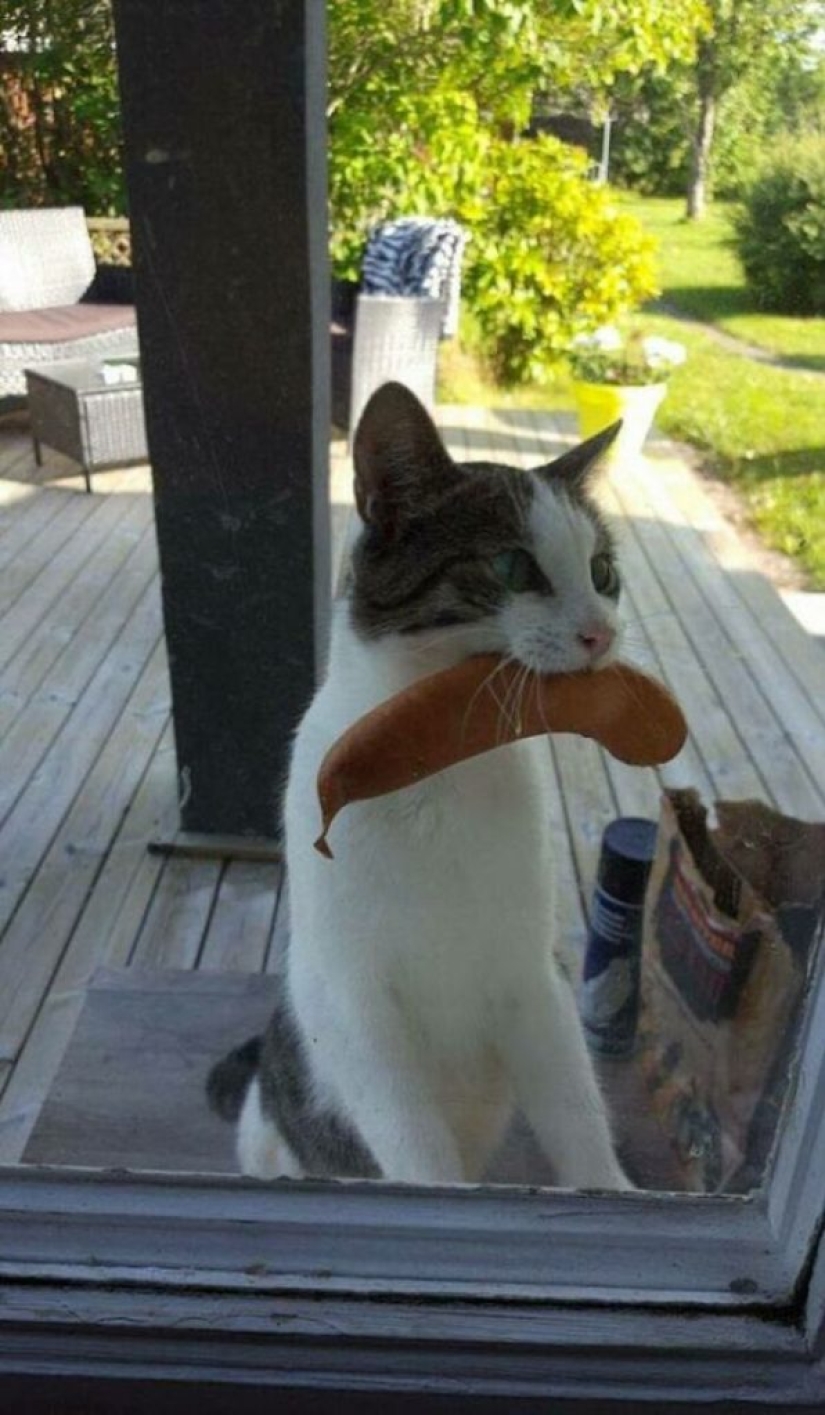 8 divertidos ejemplos de mascotas robadas robando comida