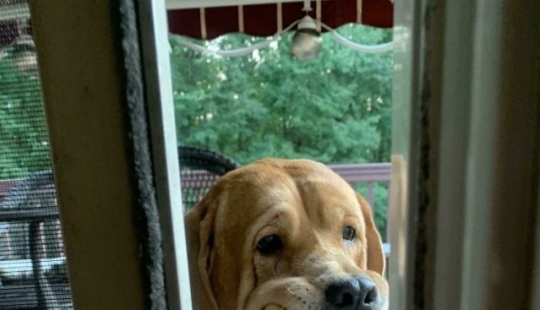 8 divertidos ejemplos de mascotas robadas robando comida 8 divertidos ejemplos de mascotas robadas robando comida