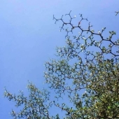 8 ejemplos visualmente agradables de simetría geométrica en la naturaleza