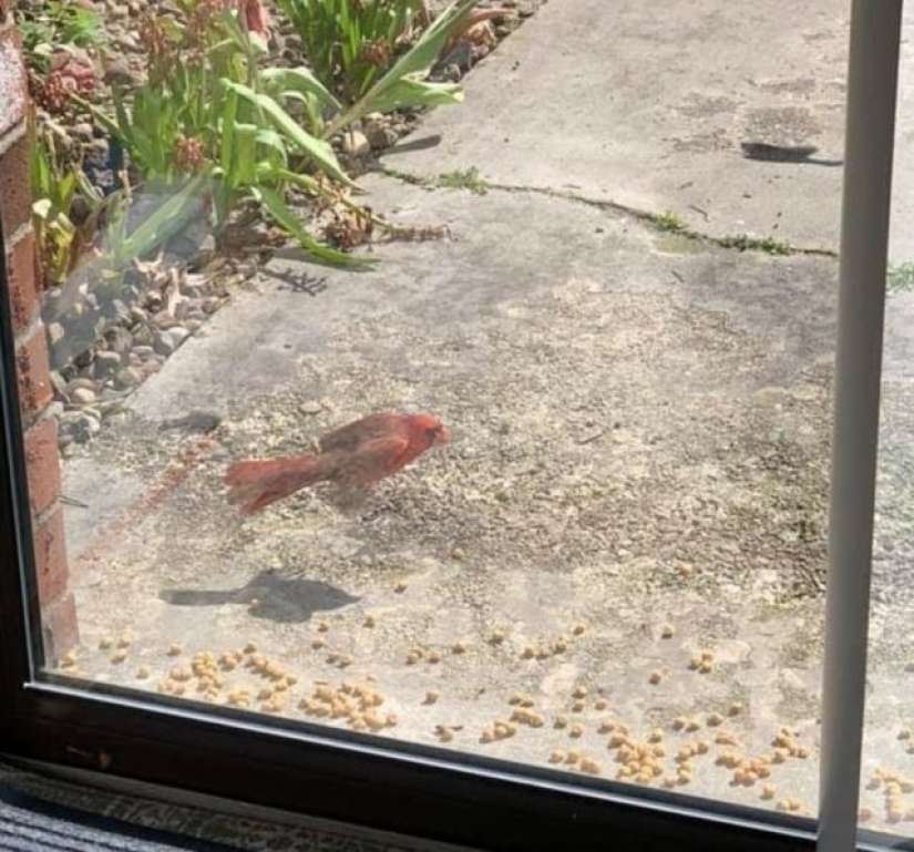 8 illusions 8 illusions