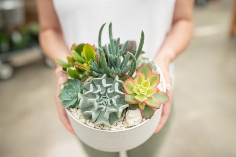 8 reasons why you need to get succulents urgently