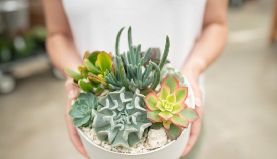 8 reasons why you need to get succulents urgently 8 reasons why you need to get succulents urgently