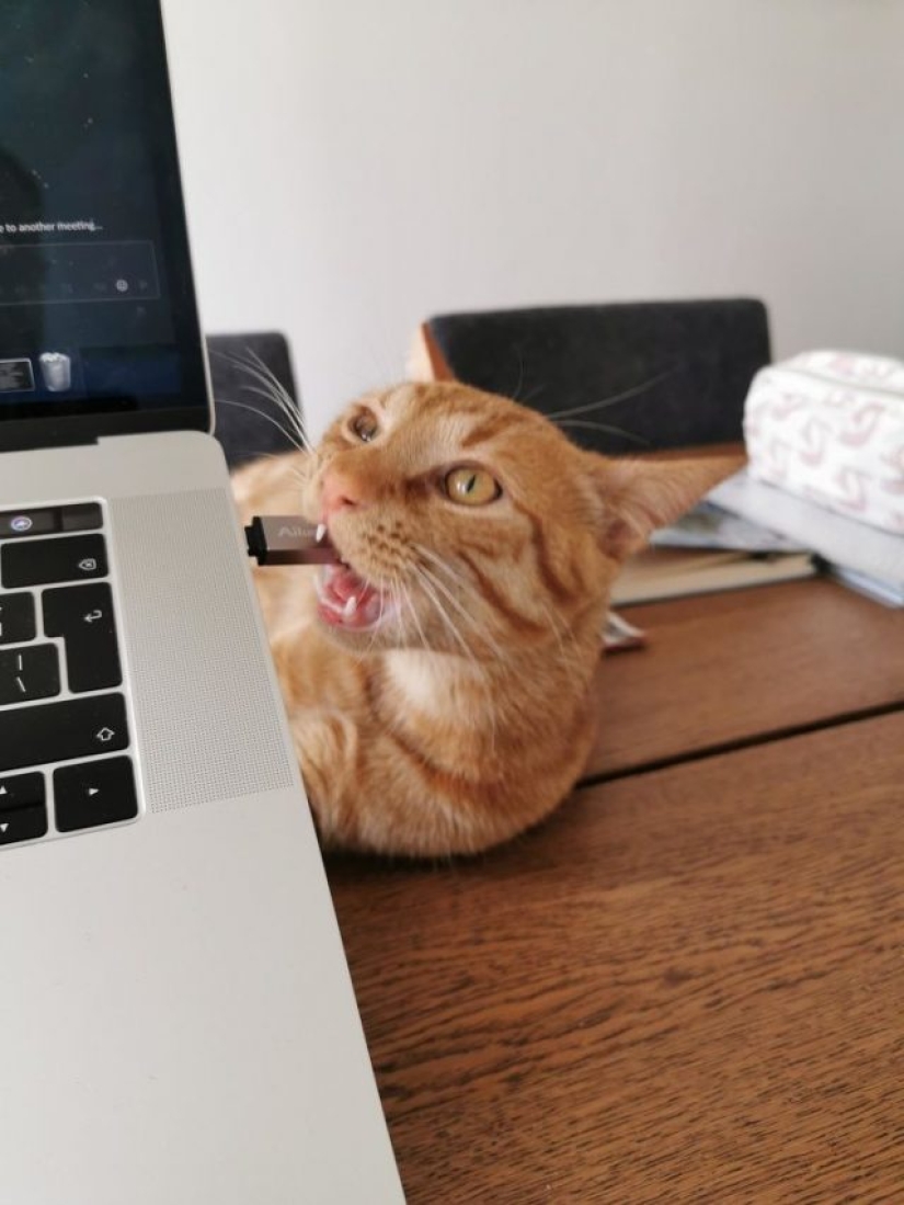 8 Reddit Users Revealed What Happens When They Work From Home