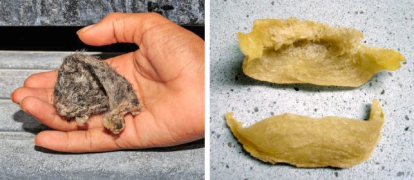 8 Unexpected Things You Can Eat