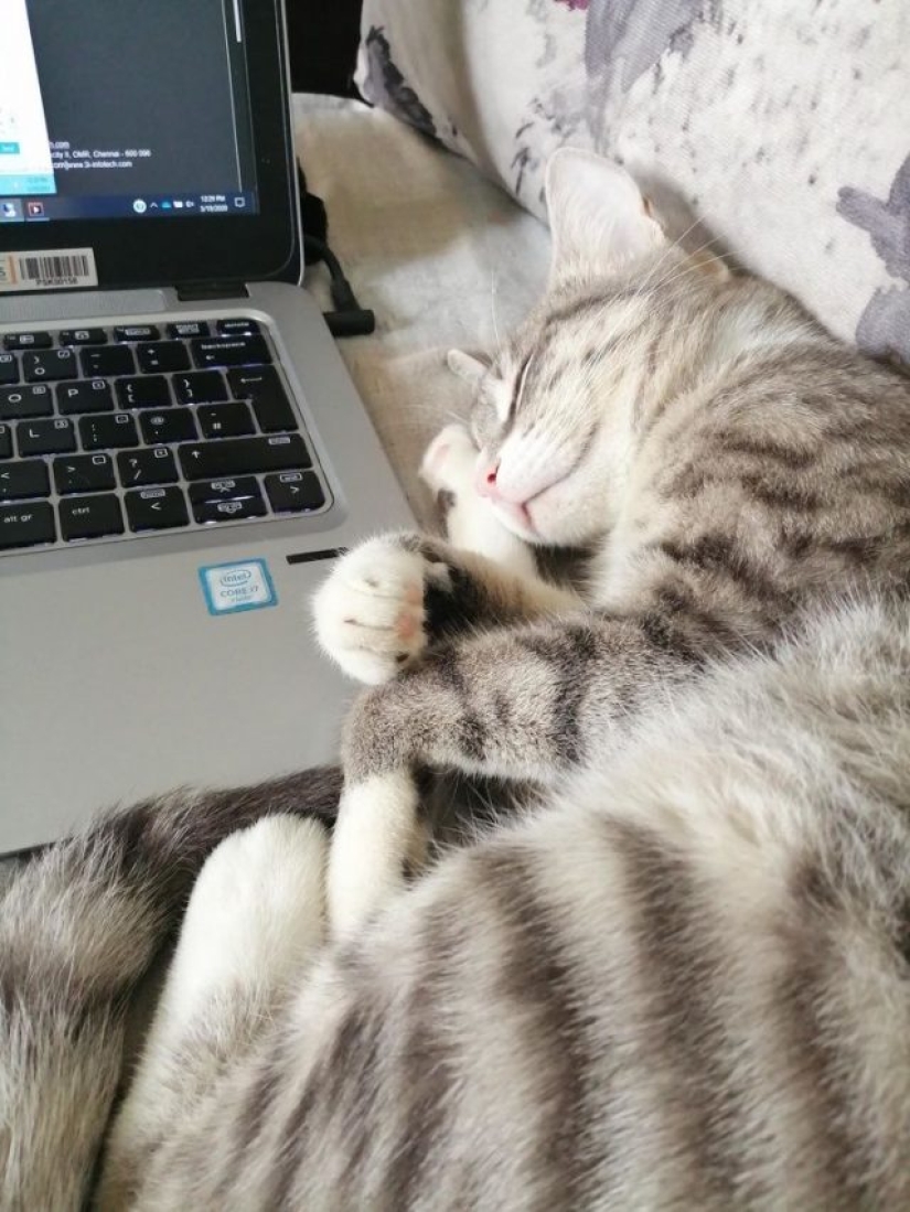 8 usuarios de Reddit revelaron lo que sucede cuando trabajan desde casa