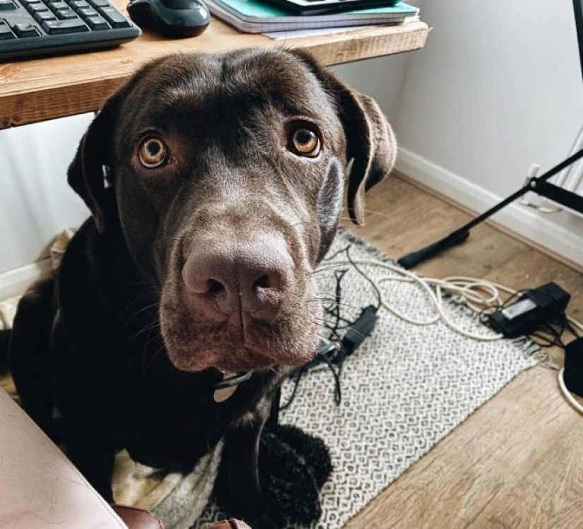 8 usuarios de Reddit revelaron lo que sucede cuando trabajan desde casa