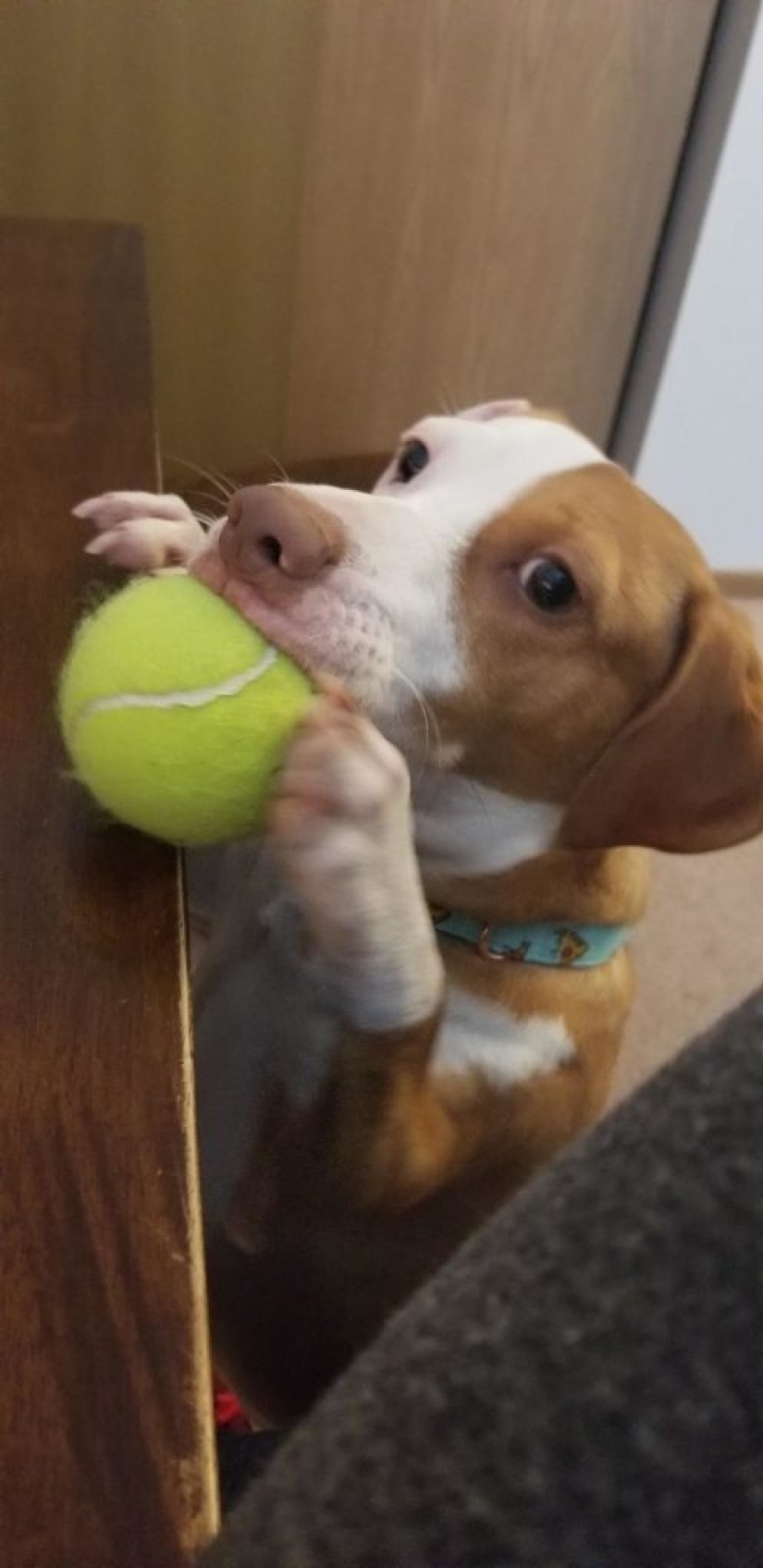 8 usuarios de Reddit revelaron lo que sucede cuando trabajan desde casa