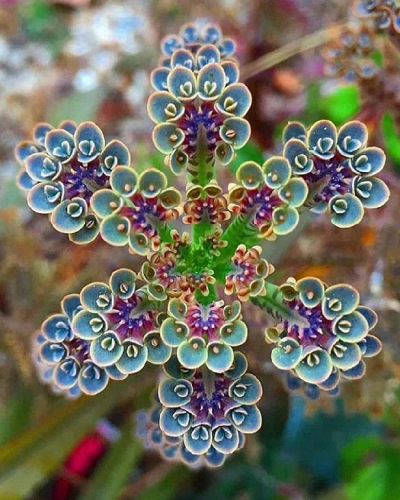 8 Visually Pleasing Examples of Geometric Symmetry in Nature 8 Visually Pleasing Examples of Geometric Symmetry in Nature