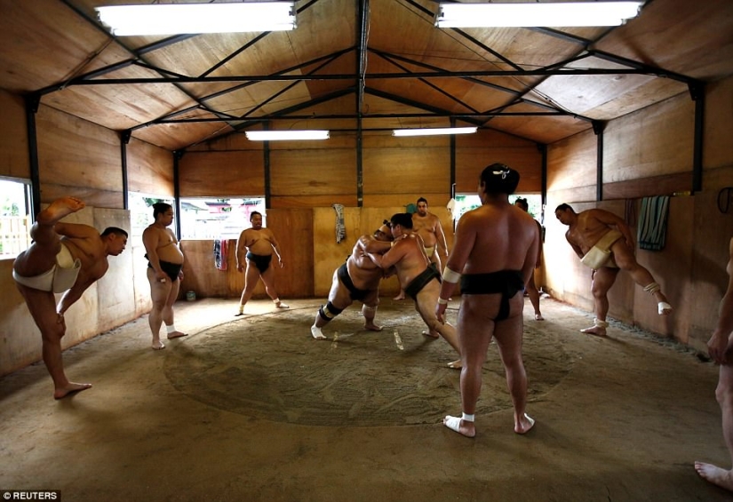 8000 calories a day and oxygen masks: how sumo wrestlers live 8000 calories a day and oxygen masks: how sumo wrestlers live