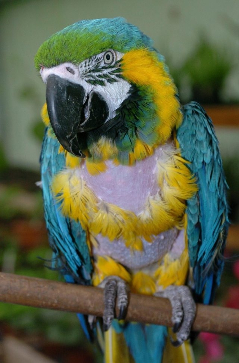 9 animales que han excedido su esperanza de vida y han vivido muchos años felices 9 animales que han excedido su esperanza de vida y han vivido muchos años felices