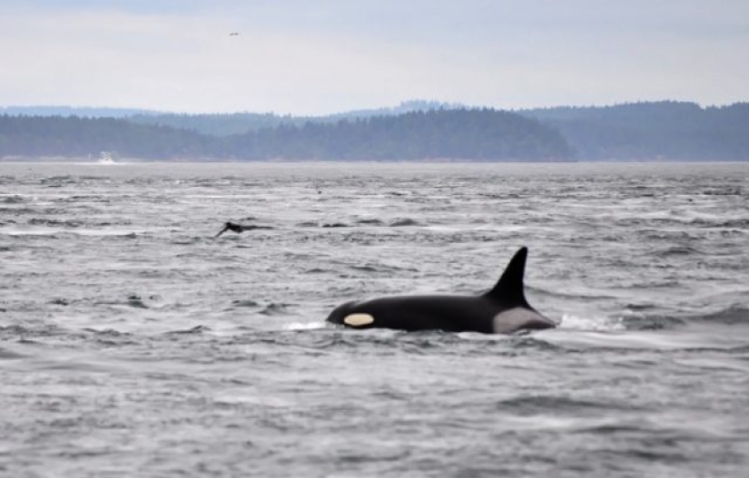 9 animales que han excedido su esperanza de vida y han vivido muchos años felices 9 animales que han excedido su esperanza de vida y han vivido muchos años felices