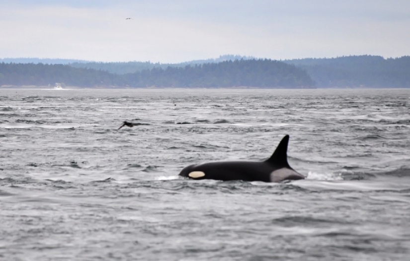 9 Animals Who Exceeded Their Lifespan And Lived Many Long Happy Years 9 Animals Who Exceeded Their Lifespan And Lived Many Long Happy Years