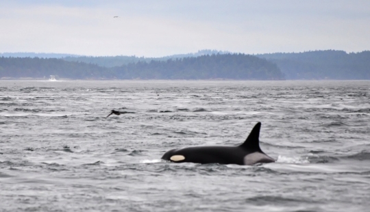 9 Animals Who Exceeded Their Lifespan And Lived Many Long Happy Years