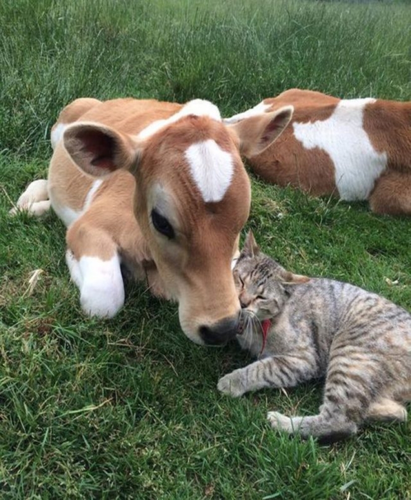 9 Cases When Friendship And Kindness Overcame All Barriers 9 Cases When Friendship And Kindness Overcame All Barriers