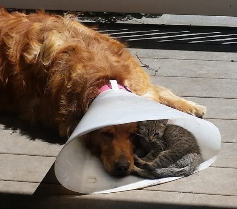 9 Cases When Friendship And Kindness Overcame All Barriers 9 Cases When Friendship And Kindness Overcame All Barriers