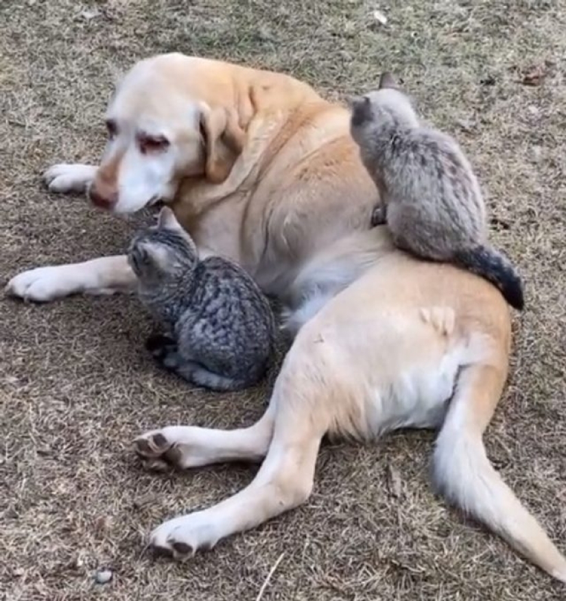 9 Cases When Friendship And Kindness Overcame All Barriers 9 Cases When Friendship And Kindness Overcame All Barriers