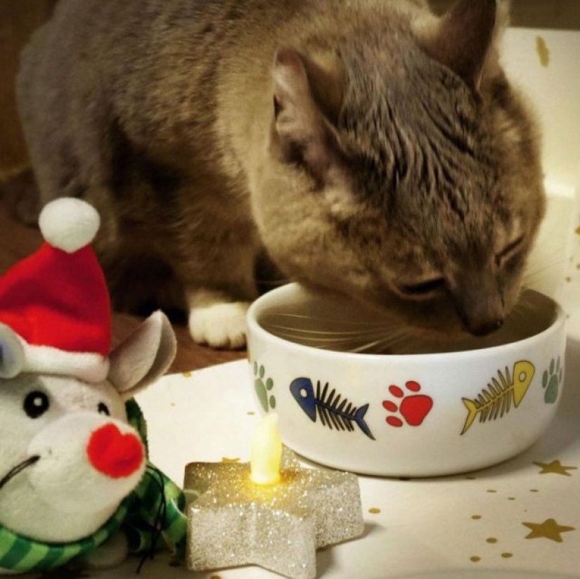 9 casos en los que la amistad y la bondad superaron todas las barreras