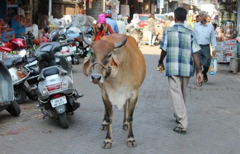 9 cosas que no puedes ver en ningún otro lugar que no sea India