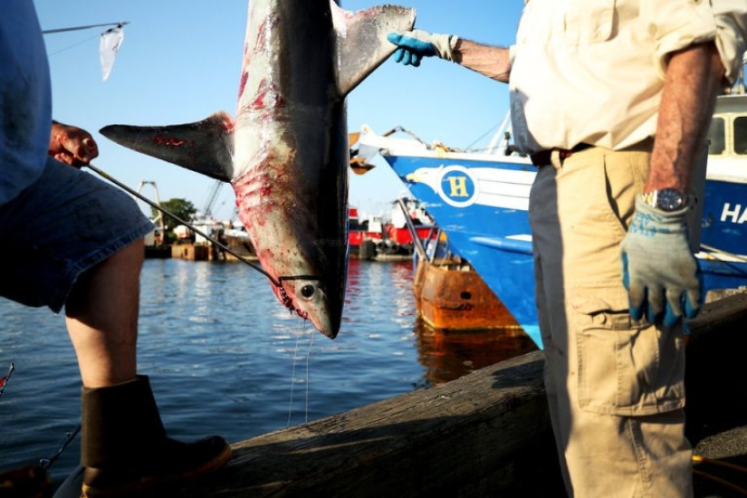 9 datos interesantes sobre los tiburones