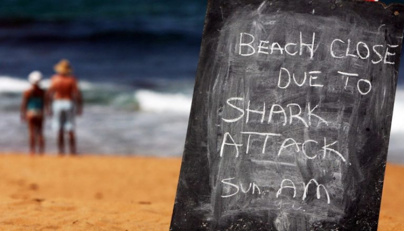 9 datos interesantes sobre los tiburones